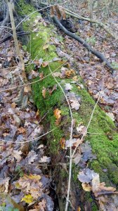 IMG_20171104_121040.jpg