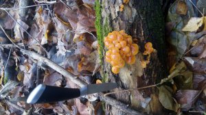 IMG_20171104_125854.jpg