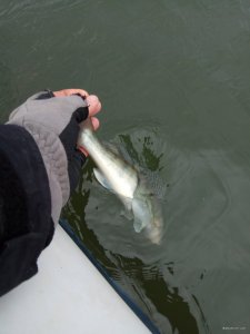 IMG_20171111_120502.jpg