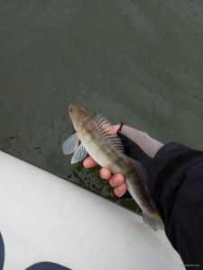 IMG_20171111_124346.jpg