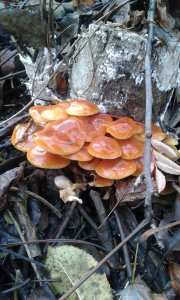 20171112_120209.jpg