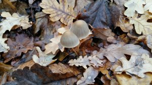 IMG-a75739e0721eebb3e6cfb2bf39ff437e-V.jpg