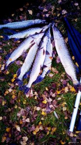 IMG_20171112_155850.jpg