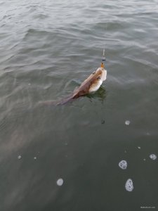 IMG_20171114_150634.jpg