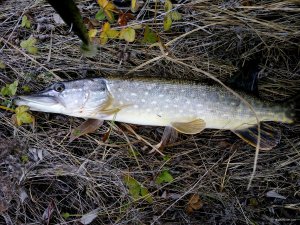 IMG_20171118_091039.jpg