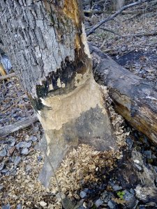 IMG_20171118_113755.jpg