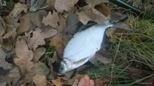 WP_20171118_15_23_59_Pro.jpg