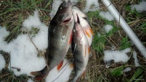 IMG_20171125_161657_551[1].jpg
