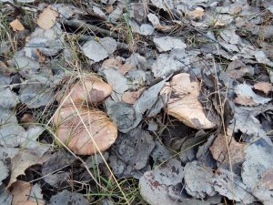 IMG_20171128_134606.jpg