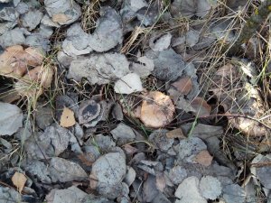 IMG_20171128_134516.jpg