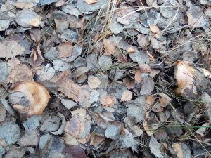 IMG_20171128_134102.jpg