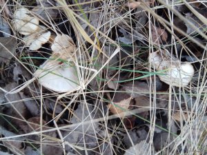 IMG_20171128_133815.jpg