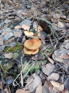 IMG_20171128_133709.jpg