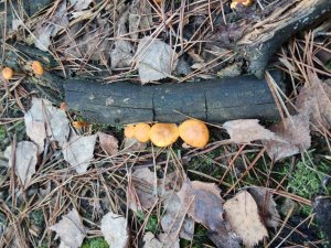 IMG_20171128_133341.jpg