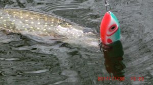 CIMG6085.JPG