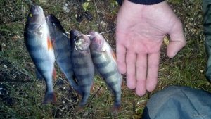 IMG_20171202_153829_581[1].jpg