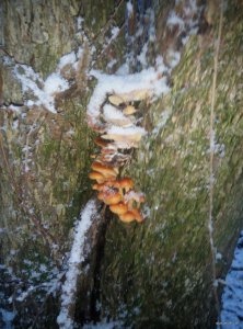 IMG_20171206_152152.jpg
