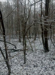 IMG_20171206_151201.jpg