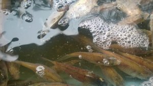 WP_20171209_008[1].jpg