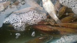 WP_20171209_009[1].jpg