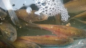 WP_20171209_010[1].jpg
