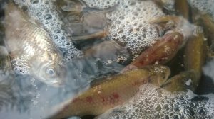 WP_20171209_011[1].jpg