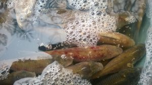 WP_20171209_014[1].jpg