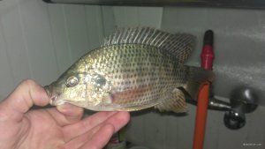 IMAG0916.jpg