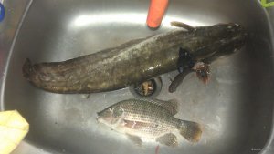 IMAG0918.jpg