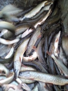 IMG_20171218_144643.jpg