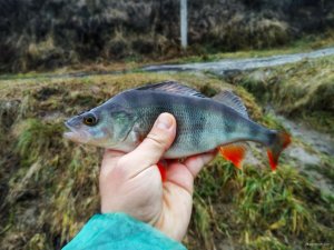 IMG_2017-12-17_093934_HDR_1.jpg