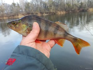 IMG_20171229_125203.jpg