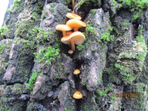 IMG_0150.JPG