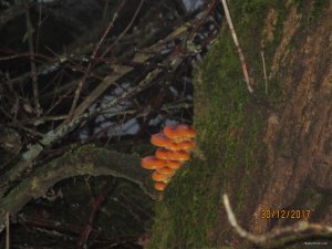 IMG_0151.JPG