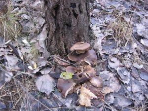 IMG_7802.jpg