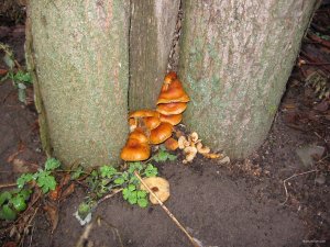 IMG_7819.jpg