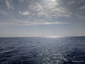 P80113-101845-800x601.jpg