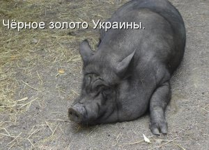 Золотой запас Украины.jpg