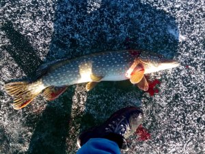 IMG_20180114_134856.jpg