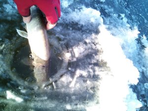 IMG_20180114_090646.jpg