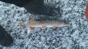 IMG_20180114_161422.jpg