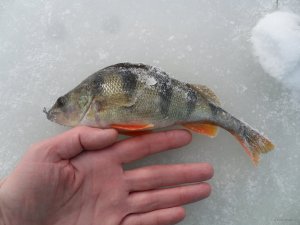 SAM_3681.JPG