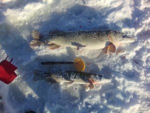 IMG_20180124_141153.jpg