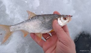 IMG_20180127_094429.jpg