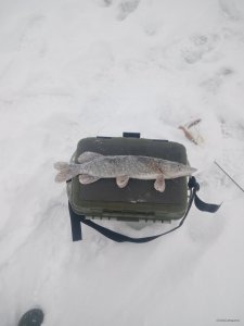 IMG_20180127_071548.jpg