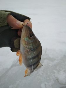 IMG_20180128_080945.jpg