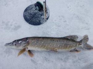 IMG_20180128_080238.jpg