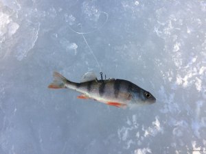IMG_7654.JPG