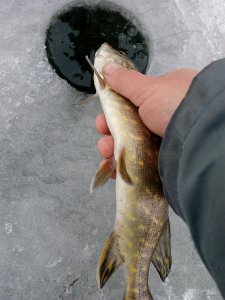 IMG_20180203_084706.jpg