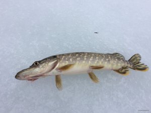 IMG_7679.JPG